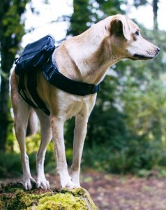 Bravery Dog Pack & Collar