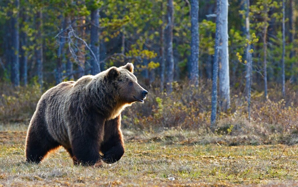 bear awareness prevent bear attack