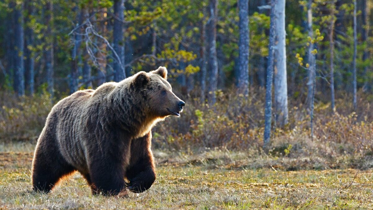 bear awareness prevent bear attack