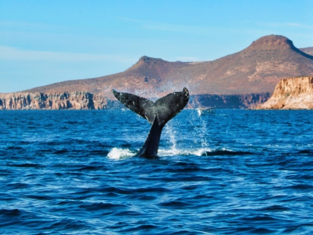 Humpback Whale in Isla Espiritu, La Paz, BCS humpback whale off Isla Espiritu, La Paz, BCS