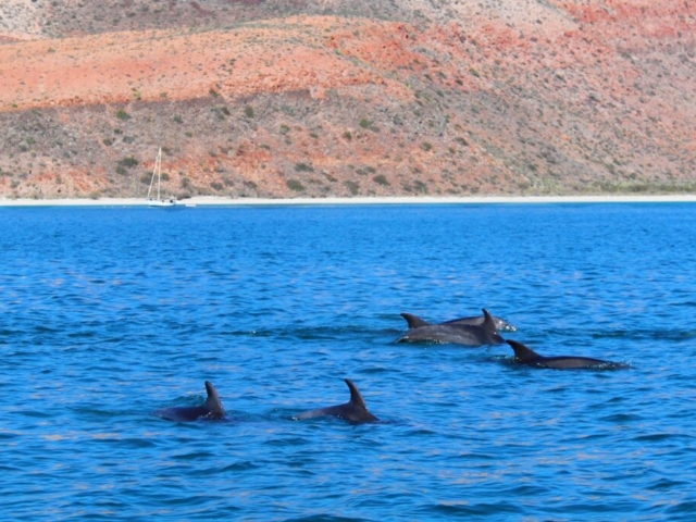Dolphins Isla Espiritu, La Paz, BCS, Mexico Dolphins Isla Espiritu, La Paz, BCS, Mexico